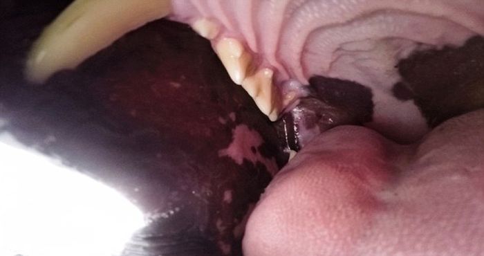   -    (5 )