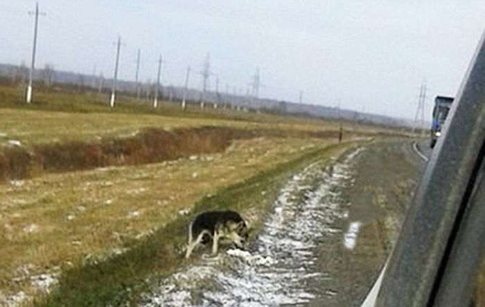 В Сибири вот уже 1,5 года пес ждет возвращения погибшего хозяина (3 фото) В Сибири вот уже 1,5 года пес ждет возвращения погибшего хозяина (3 фото)