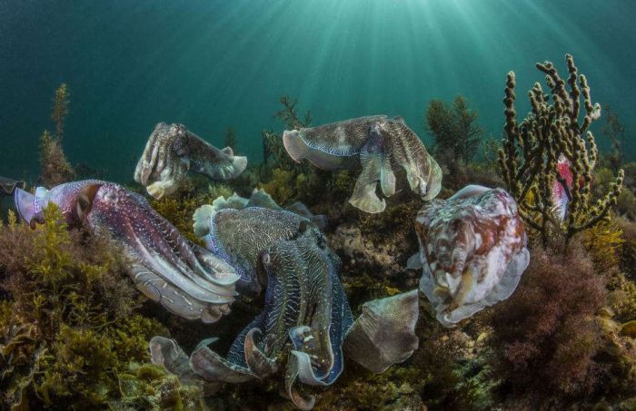   2015    Sony World Photography Awards (15 )