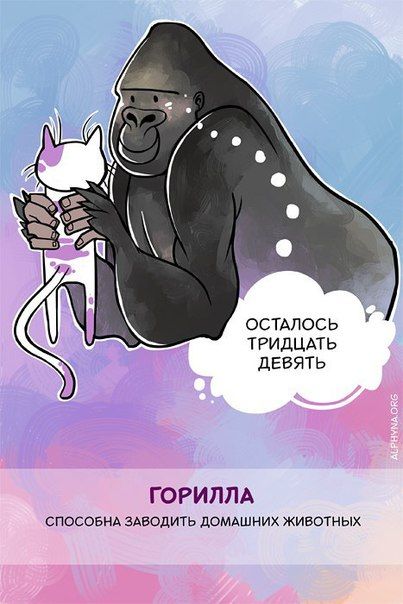 Способности животных, о которых вы не знали (10 фото) Способности животных, о которых вы не знали (10 фото)