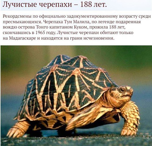 Самые долгоживущие существа планеты нашей (8 фото) Самые долгоживущие существа планеты нашей (8 фото)