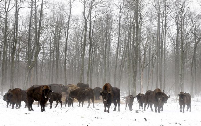Животный мир зоны отчуждения Чернобыльской АЭС (15 фото) Животный мир зоны отчуждения Чернобыльской АЭС (15 фото)