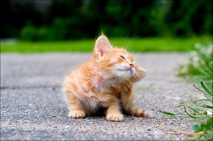 Котенок встретился с собакой (14 фото) Котенок встретился с собакой (14 фото)