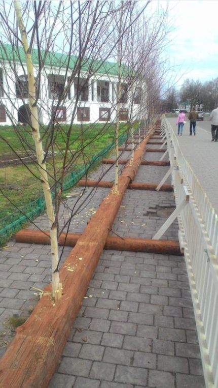 В Суздале появился «липовый» сквер (3 фото) В Суздале появился «липовый» сквер (3 фото)
