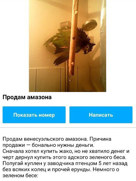 Забавное объявление о продаже попугая (3 фото) Забавное объявление о продаже попугая (3 фото)
