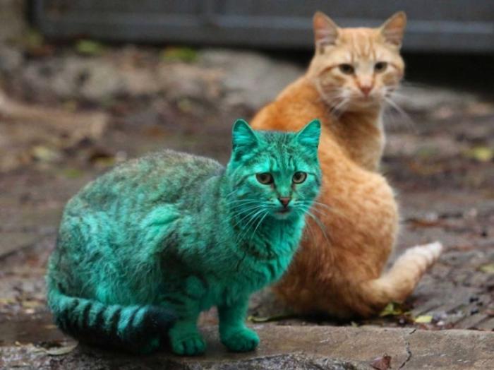 Зеленый кот бродит по улицам Варны (12 фото) Зеленый кот бродит по улицам Варны (12 фото)