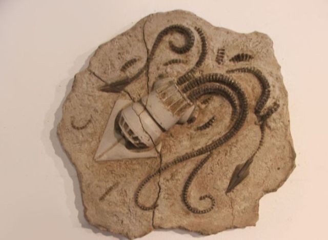   (11 )