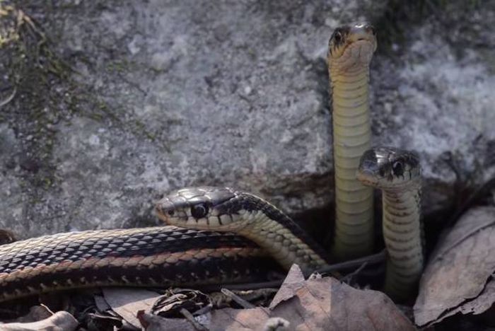 Канадский заповедник Narcisse Snake Dens в брачный сезон змей (12 фото) Канадский заповедник Narcisse Snake Dens в брачный сезон змей (12 фото)