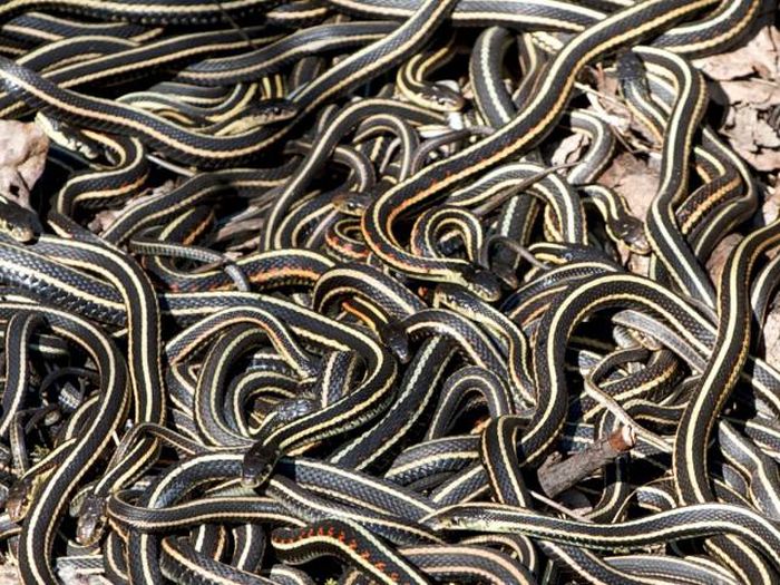   Narcisse Snake Dens     (12 )
