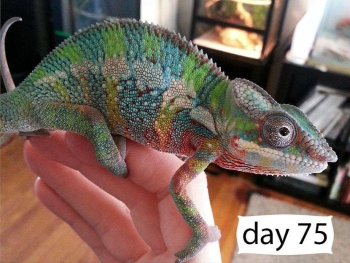   (9 )