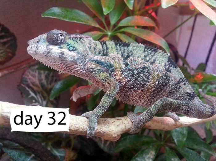    (9 )