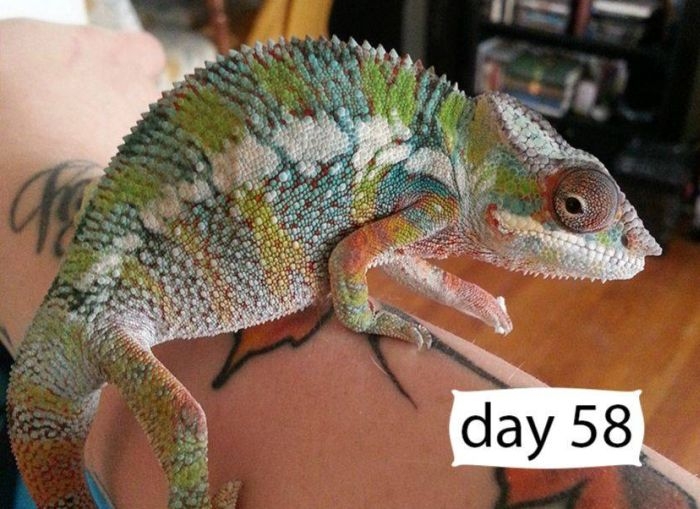    (9 )