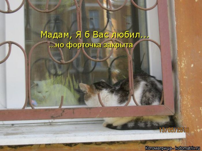 Лучшие котоматрицы недели (50 фото) Лучшие котоматрицы недели (50 фото)