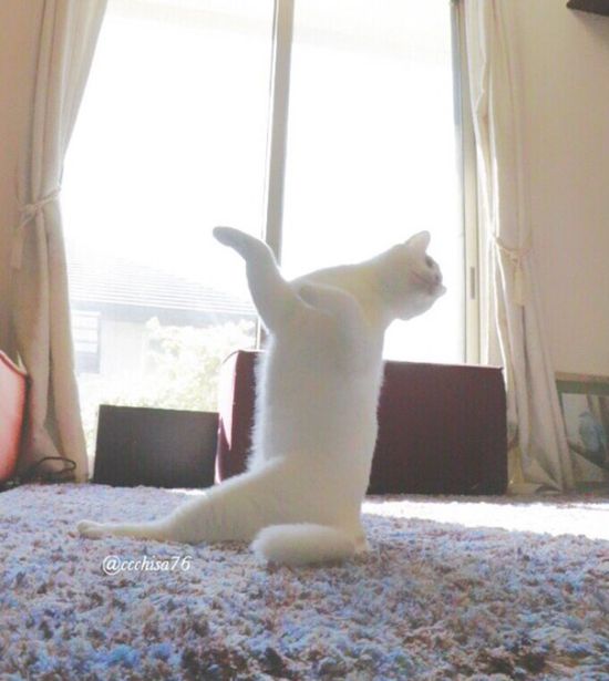   (8 )