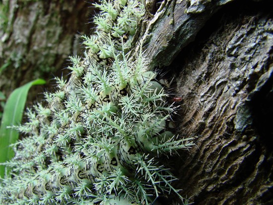  Lonomia Obliqua (6 )