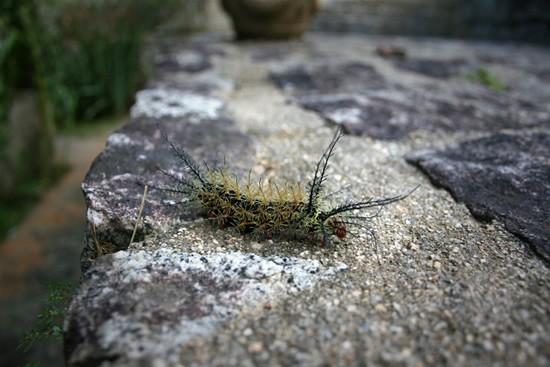  Lonomia Obliqua (6 )