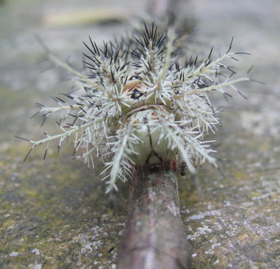 Милашка Lonomia Obliqua (6 фото) Милашка Lonomia Obliqua (6 фото)