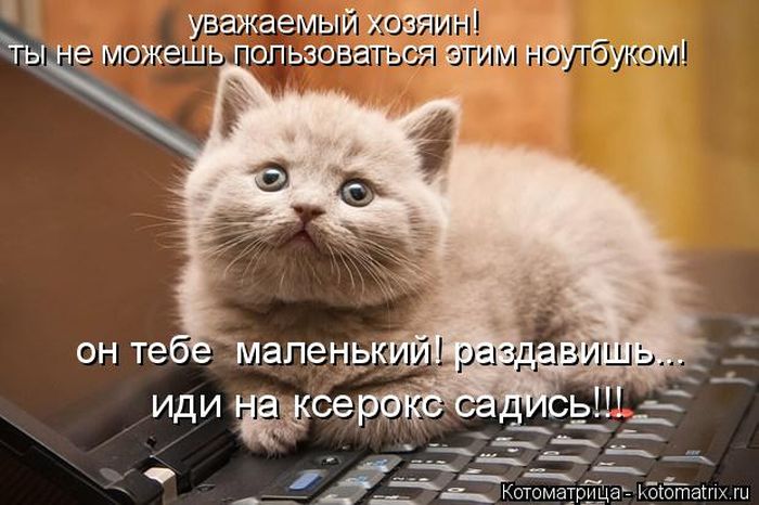 Домашние котики (50 фото) Домашние котики (50 фото)