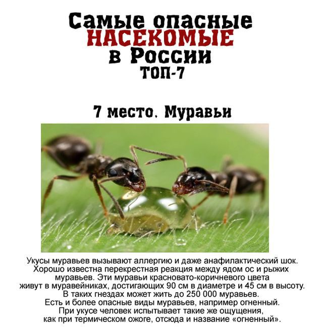 Топ 7 самых опасных насекомых, обитающих в России (7 фото) Топ 7 самых опасных насекомых, обитающих в России (7 фото)