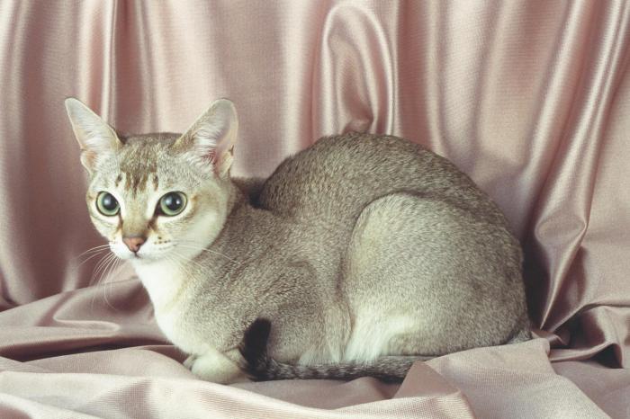 Интересные факты о кошках (20 фото) Интересные факты о кошках (20 фото)