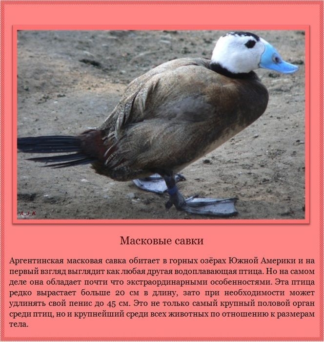      (11 )
