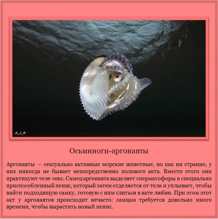      (11 )