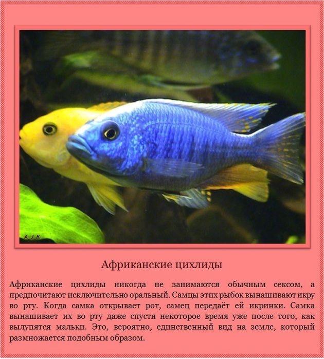     (11 )