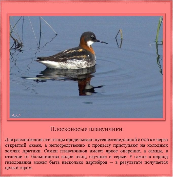      (11 )