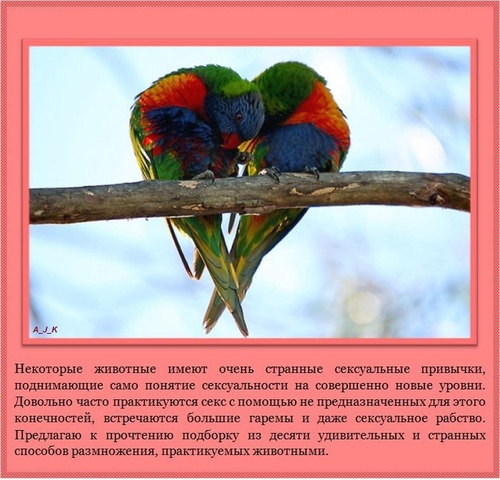 Необычайные проявления сексуальности у животных (11 фото) Необычайные проявления сексуальности у животных (11 фото)