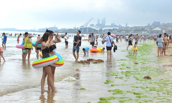Тонны водорослей на китайском пляже (19 фото) Тонны водорослей на китайском пляже (19 фото)