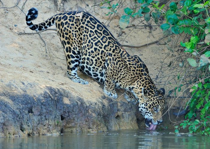 Охотник сам стал добычей (6 фото) Охотник сам стал добычей (6 фото)