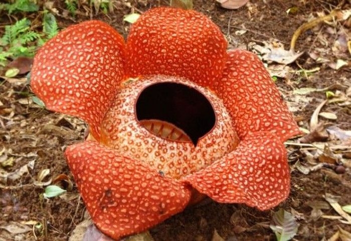      (6 )