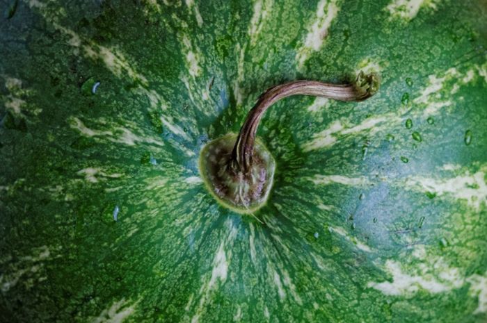 Как выбрать вкусный арбуз (5 фото) Как выбрать вкусный арбуз (5 фото)