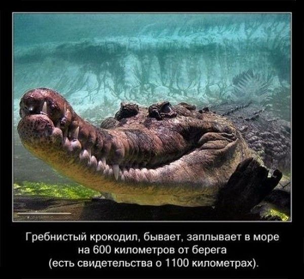 Любопытные факты о крокодилах (21 фото) Любопытные факты о крокодилах (21 фото)