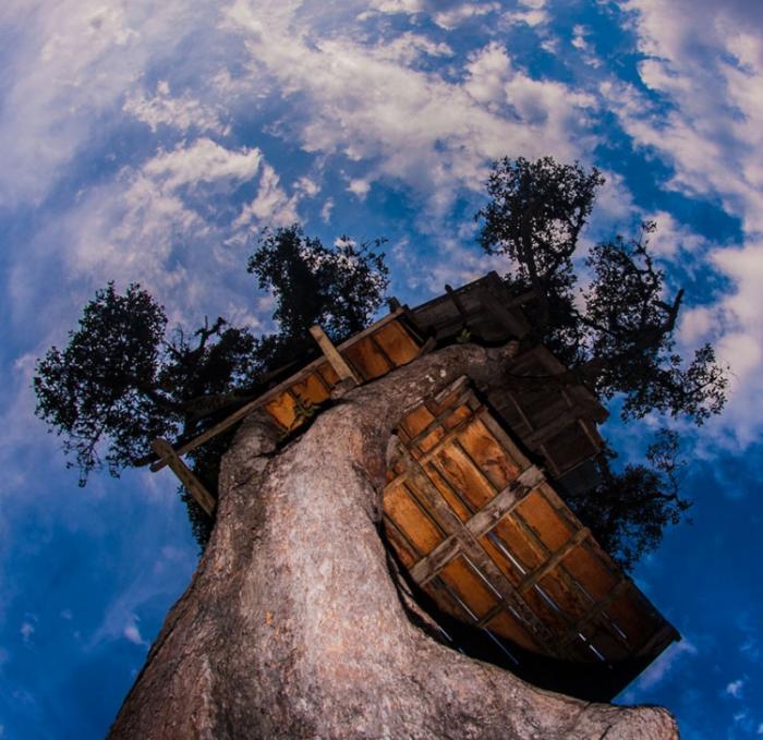    Casa Del Arbol   (15 )