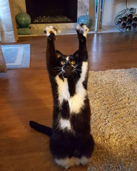 ,    (12 )