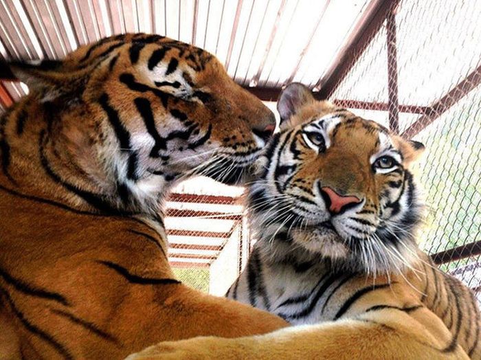 Чудесное преображение молодой тигрицы (8 фото) Чудесное преображение молодой тигрицы (8 фото)