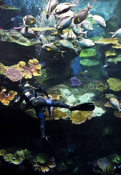   . Siam Ocean World (17 )