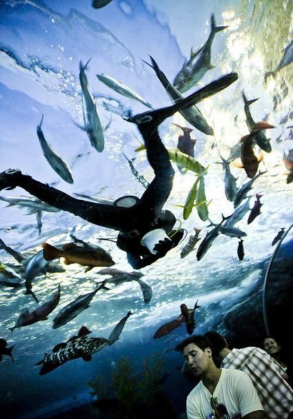   . Siam Ocean World (17 )