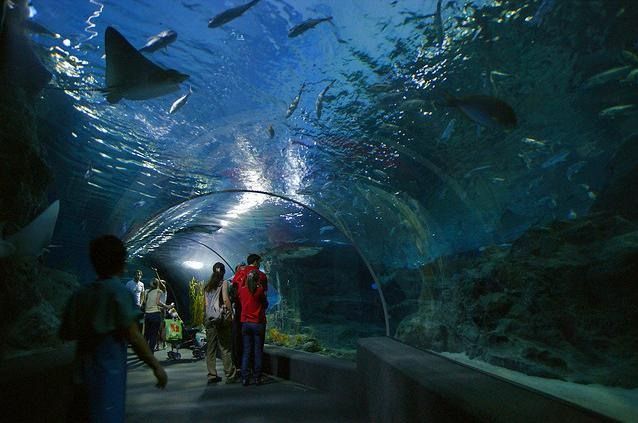 Океанариум в Бангкоке. Siam Ocean World (17 фото) Океанариум в Бангкоке. Siam Ocean World (17 фото)