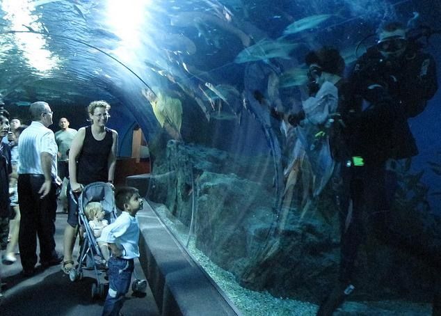   . Siam Ocean World (17 )