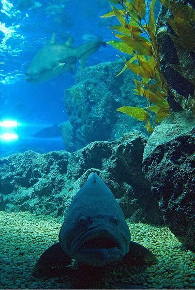   . Siam Ocean World (17 )