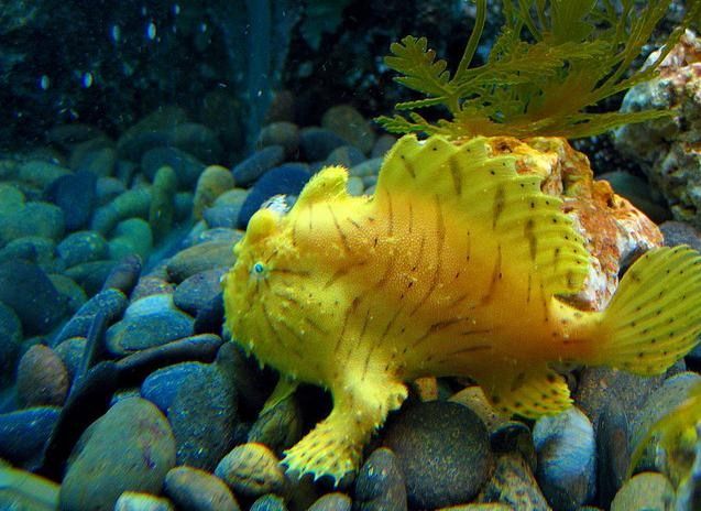   . Siam Ocean World (17 )