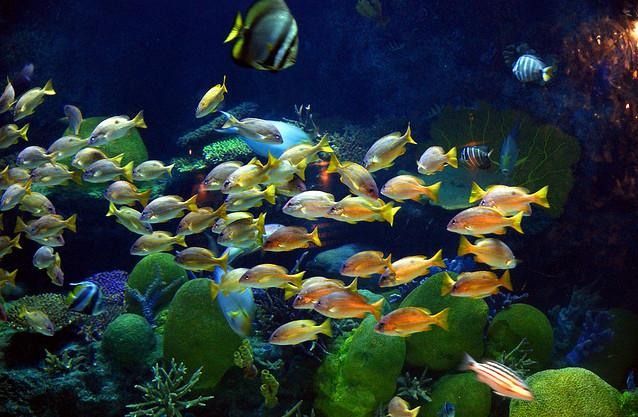   . Siam Ocean World (17 )