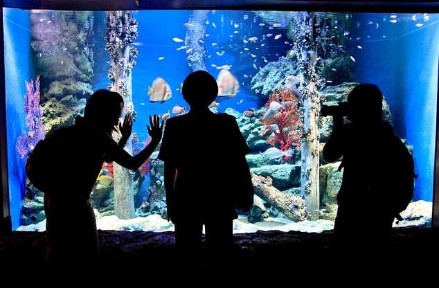   . Siam Ocean World (17 )