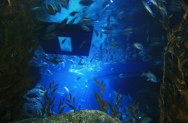   . Siam Ocean World (17 )
