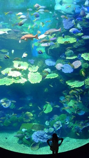   . Siam Ocean World (17 )