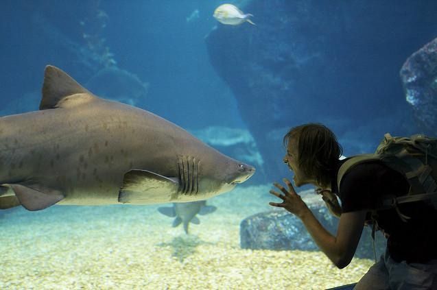   . Siam Ocean World (17 )