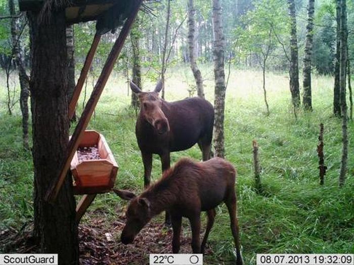 Подборка интересных снимков, сделанных фотоловушками (43 фото) Подборка интересных снимков, сделанных фотоловушками (43 фото)
