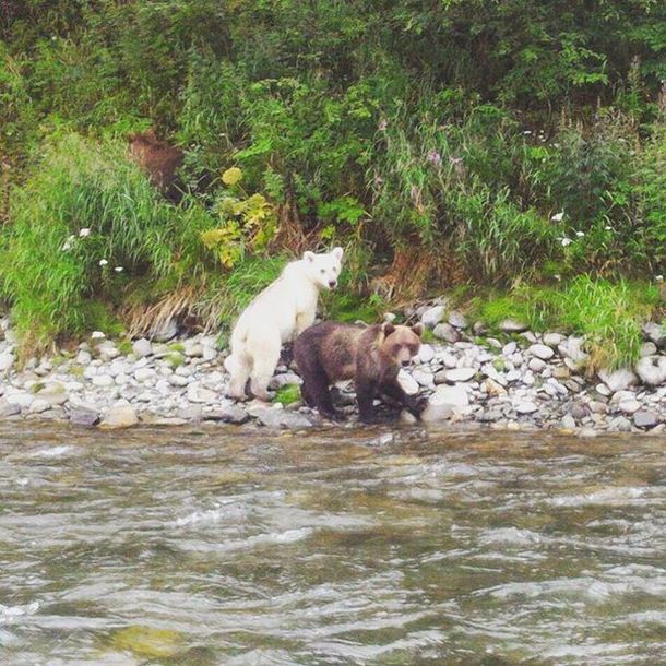 На Камчатке нашли бурого медведя с белой шерстью (2 фото) На Камчатке нашли бурого медведя с белой шерстью (2 фото)
